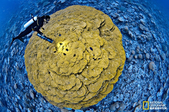 金曼礁國家紀(jì)念區(qū)，太平洋攝影：Brian Skerry，國家地理創(chuàng)意版