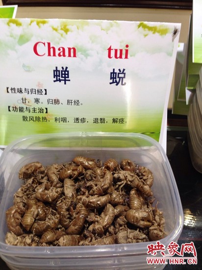 你可能沒想到，這個知了幼蟲退下的皮還是一味藥，對嗎？