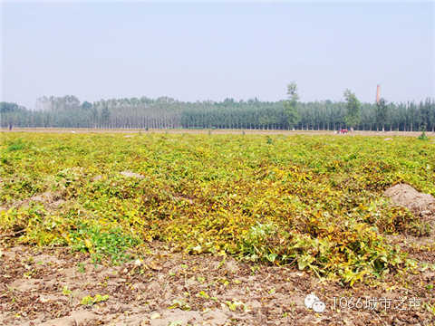 一望無際的山藥基地。據(jù)說，一季山藥后，土地需要五年才能恢復(fù)。