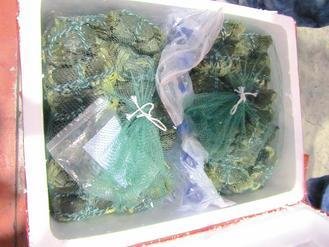  大陸進口大閘蟹被檢出禁用的動物用藥，已全數(shù)銷毀。 圖片來源：臺灣《聯(lián)合報》