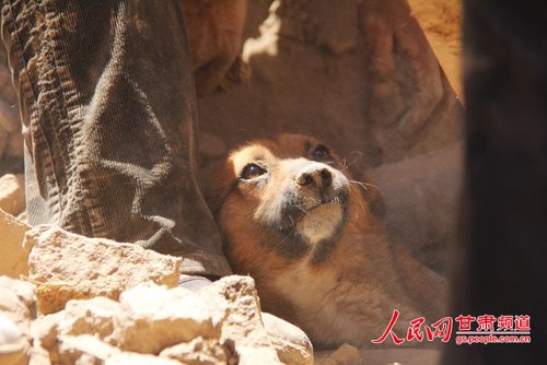 探出頭的小黃狗期待地看著救他的人。王生元/攝