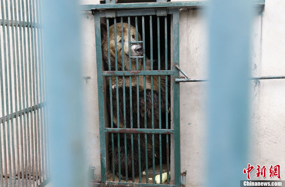 6月19日，河南鄭州，新密市動物園咬死飼養(yǎng)員的肇事棕熊被暫押在鄭州動物園內(nèi)，該熊“臥室”周圍被三重鋼