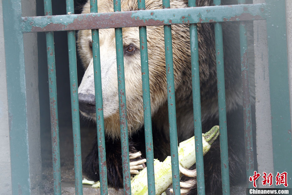 6月19日，河南鄭州，新密市動物園咬死飼養(yǎng)員的肇事棕熊被暫押在鄭州動物園內(nèi)，該熊“臥室”周圍被三重鋼