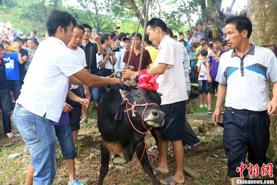 村民給黃牛套上繩索，準備進行儀式。 譚凱興 攝
