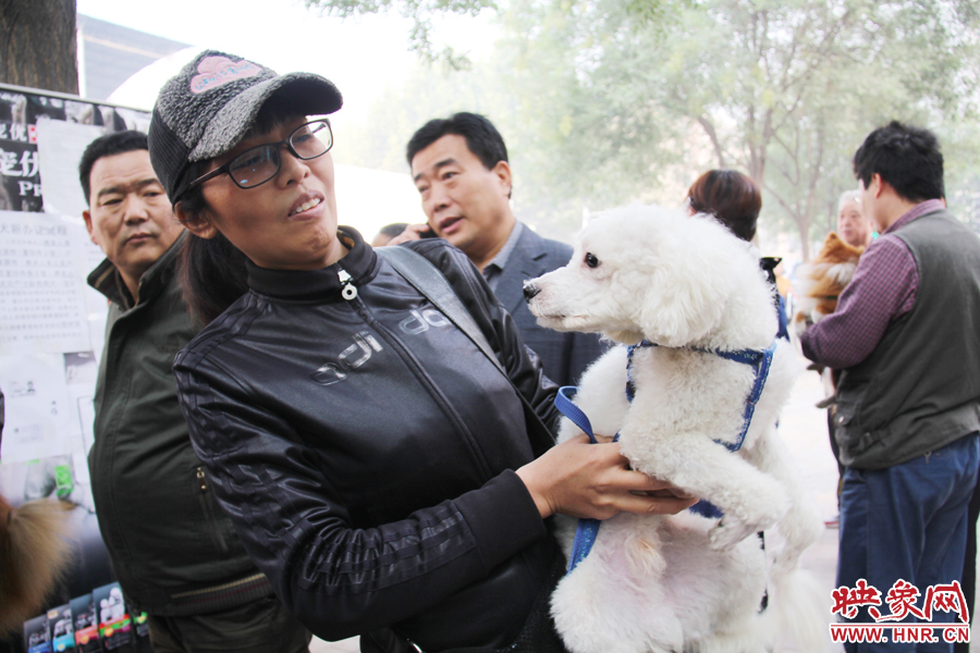 一只貴賓犬在賣萌。