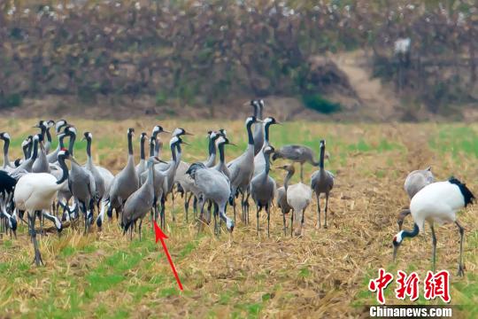 多種鶴類“集結(jié)”江蘇鹽城越冬 含罕見(jiàn)沙丘鶴