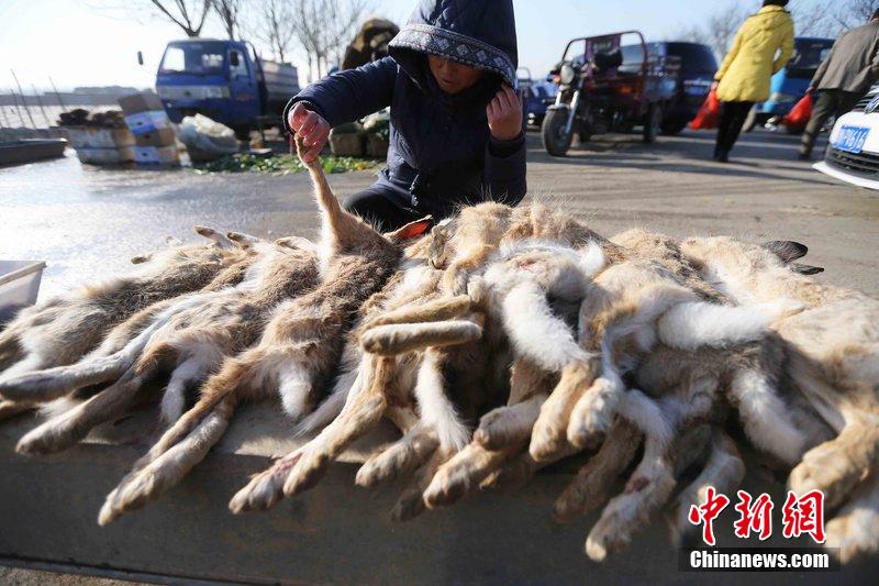 圖為12月14日，104國(guó)道靜?？h城附近，家養(yǎng)的大雁和野鴨被擺在一起售賣(mài)。田寶希 攝 圖片來(lái)源：CF
