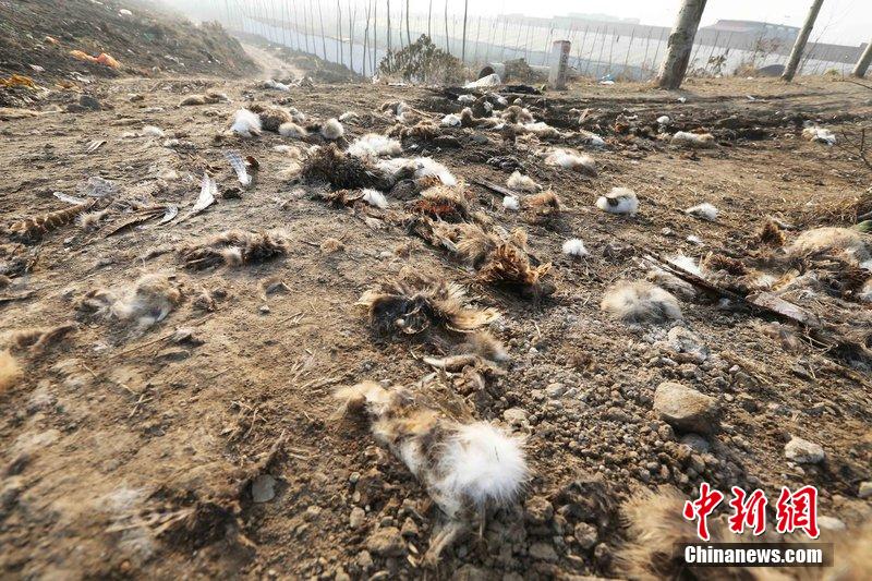 圖為12月1日，104國(guó)道靜?？h城附近，野兔的皮毛內(nèi)臟等殘留物散落一地，寒風(fēng)中飄著一股刺鼻的酸臭味。
