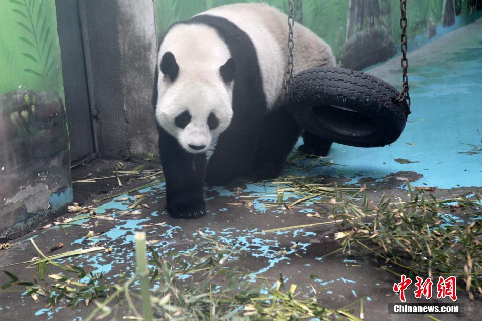 　3月17日，河南鄭州動物園內(nèi)的大熊貓“龍昇”。