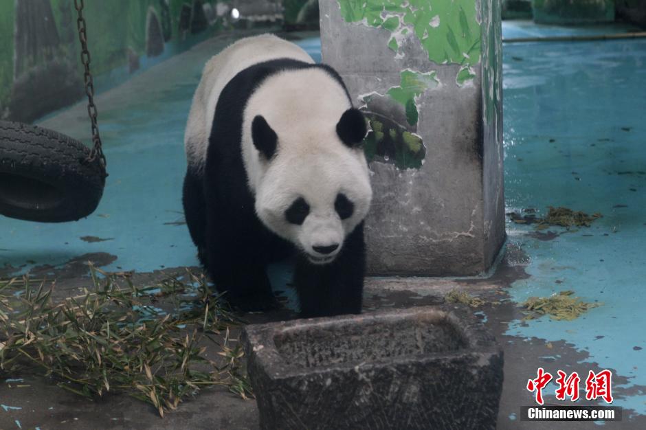 3月17日，河南鄭州動物園內(nèi)的大熊貓“龍昇”。