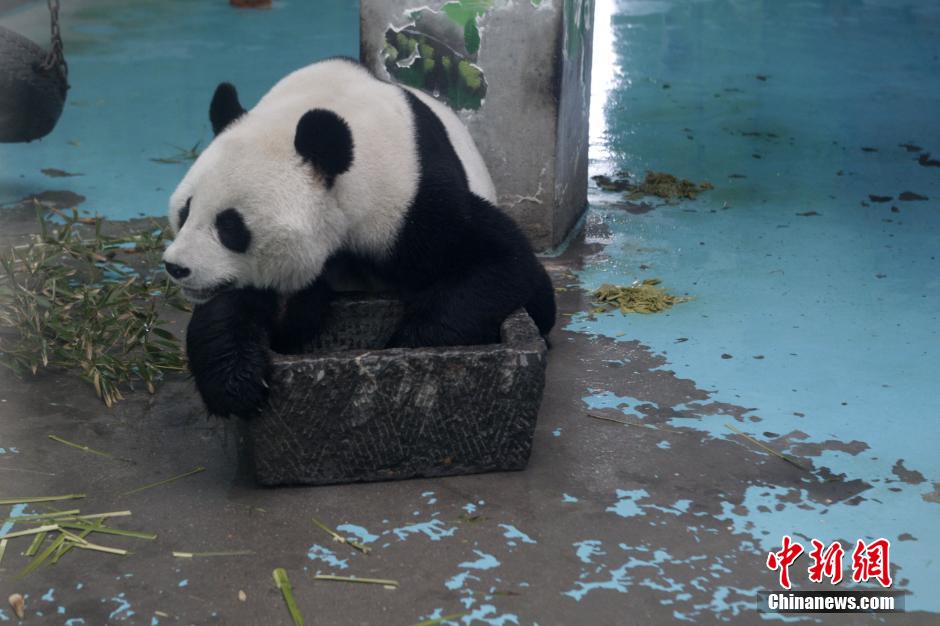 3月17日，河南鄭州動物園內(nèi)的大熊貓“龍昇”。