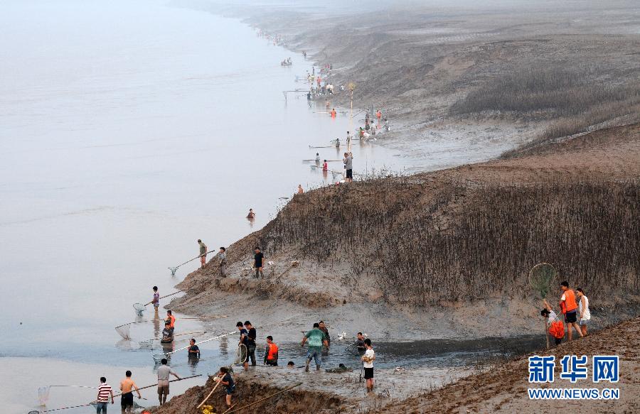  7月6日,在山西省平陸縣黃河岸邊,人們?cè)诓稉泣S河“流魚”。
