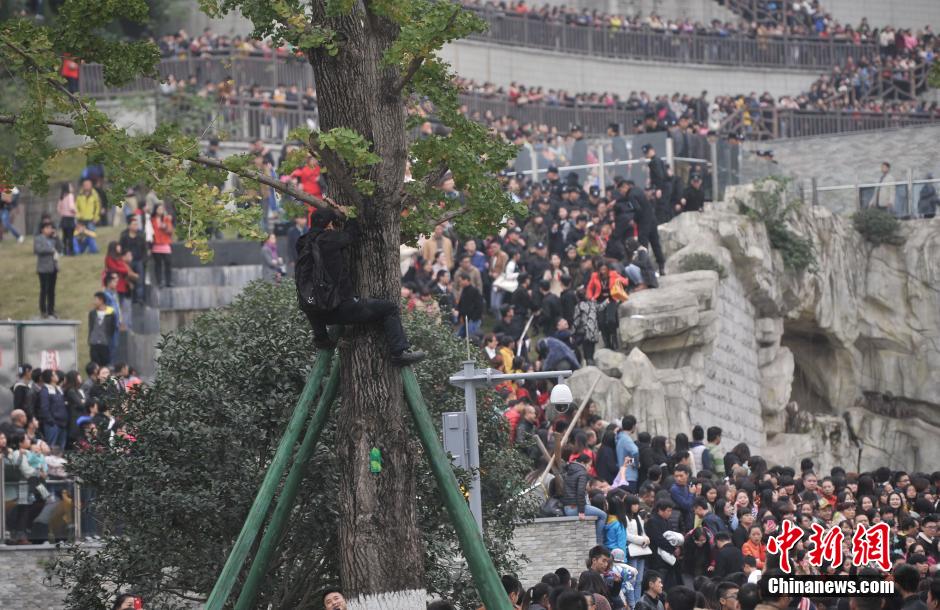 重慶一市民為占據(jù)有利位置，爬上銀杏樹觀看自己喜歡的明星。