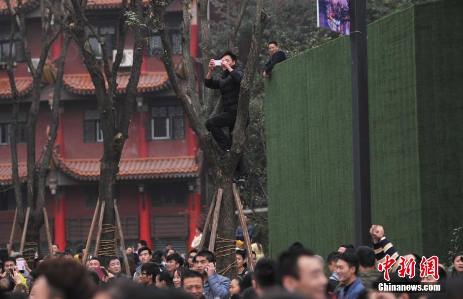 重慶一市民為占據(jù)有利位置，爬上銀杏樹觀看自己喜歡的明星。