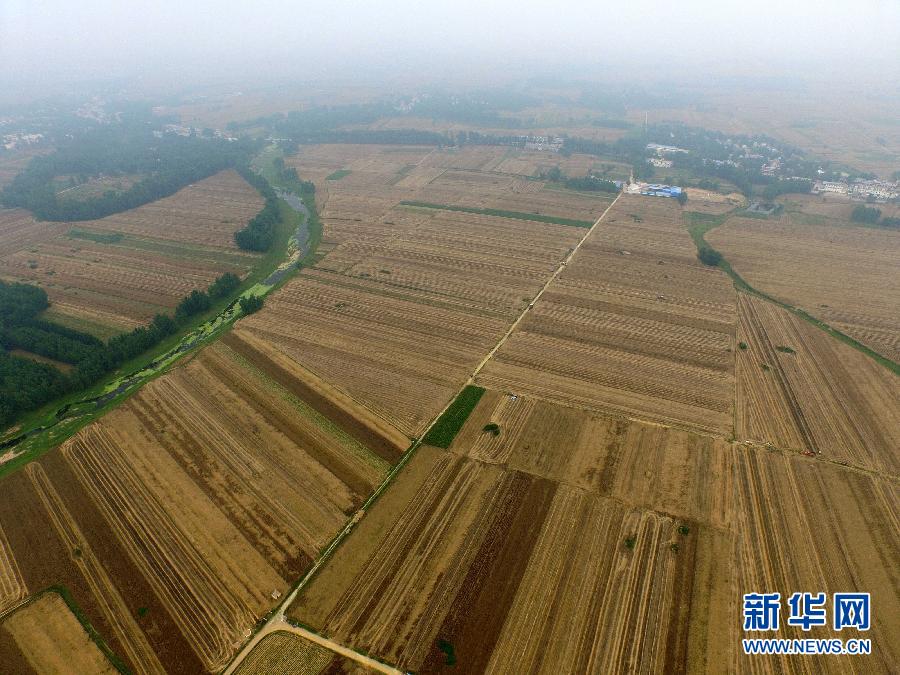 這是5月28日在河南省南陽市唐河縣甘河灣村航拍的麥?zhǔn)宅F(xiàn)場。