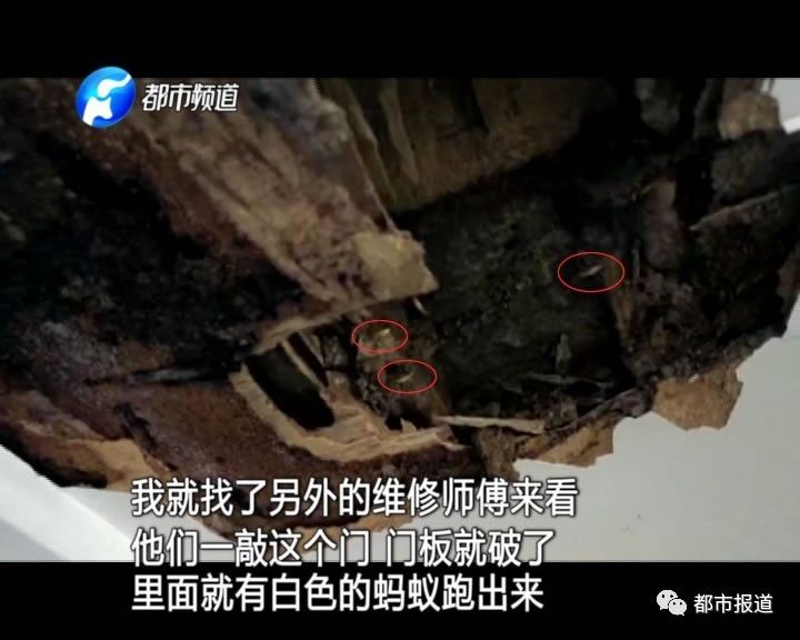 蟻族大軍入侵！十幾萬裝修的新家被“吃掉”