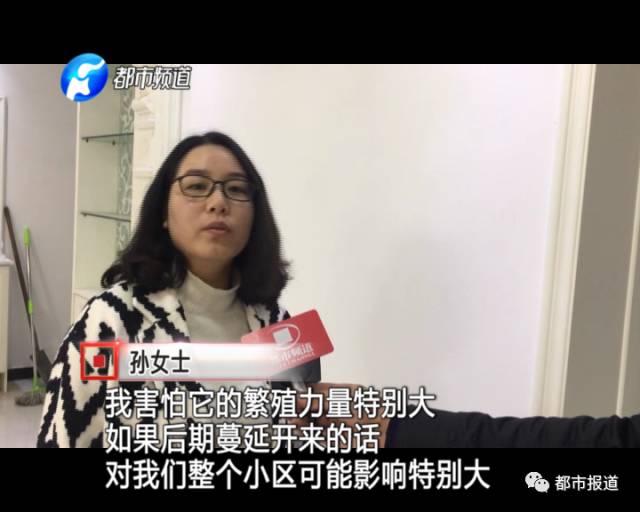 蟻族大軍入侵！十幾萬裝修的新家被“吃掉”