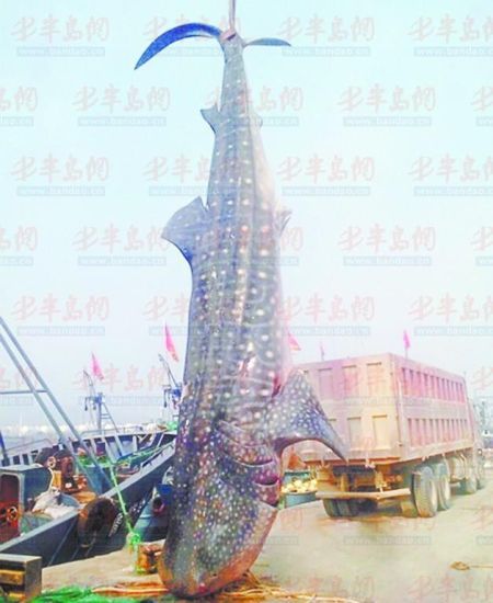 9月8日，日照漁民捕獲的重達(dá)10余噸的鯨鯊。(照片來自大眾網(wǎng))