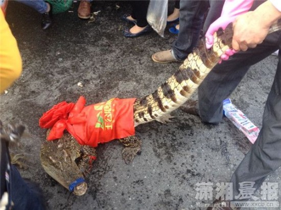 車上的鱷魚(yú)爬上路面。記者 向帥