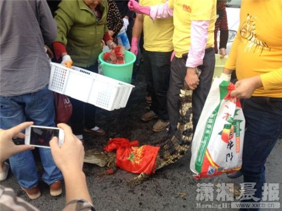 鱷魚(yú)被車主抓到。