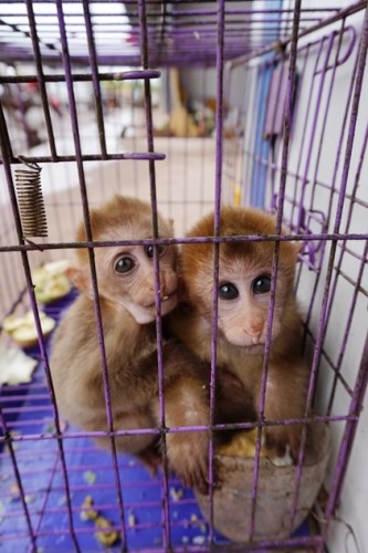 獼猴、麂子、白鷴、果子貍、豪豬、豺狗、熊、竹鼠等國(guó)家保護(hù)野生動(dòng)物或?yàn)l危物種，在此成為各路食客的盤中餐