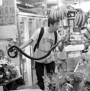 捕蛇專家張亮抓住眼鏡王蛇。信息時報(bào)記者 康健 翻拍
