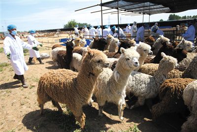 昨日，由智利進口的946頭羊駝，被運抵大興一動物檢疫隔離場進行檢驗檢疫。記者 王貴彬 攝