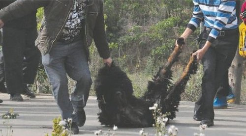 雙流鳳凰村兩只巨型藏獒襲擊村民，民警用手槍將其當(dāng)場(chǎng)擊斃