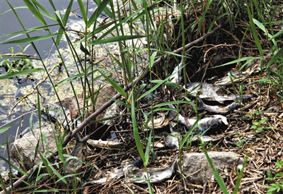 南沙河中漂浮著大量生活垃圾和腐爛水草等物，岸邊出現(xiàn)大量死魚。新京報記者郭鐵流攝