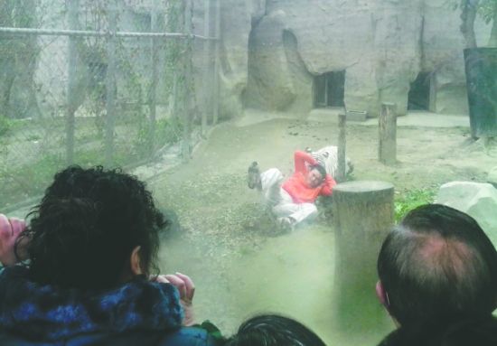 昨日，成都動物園，男子進入白虎活動區(qū)后被白虎拖行。動物園出動50多人成功營救下他