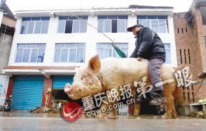 蔣大爺騎著他的種豬出門，回頭率很高。