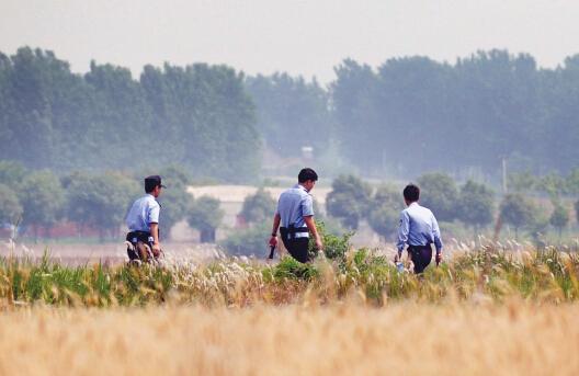 昨日上午，合肥長豐縣雙墩鎮(zhèn)，民警分成小隊在案發(fā)村莊附近麥田搜捕嫌犯。記者劉玉才/攝