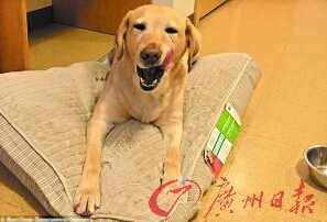 機(jī)智的導(dǎo)盲犬尤蘭達(dá)。