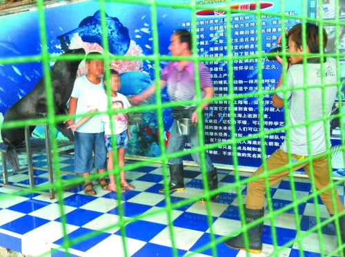 海獅就這樣被飼養(yǎng)員和攝影師擺弄，稍不聽話就會遭到毒打。