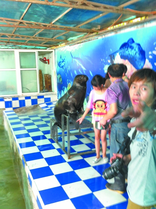 海獅館內(nèi)的攝影師警惕性很高,禁止記者拍照。
