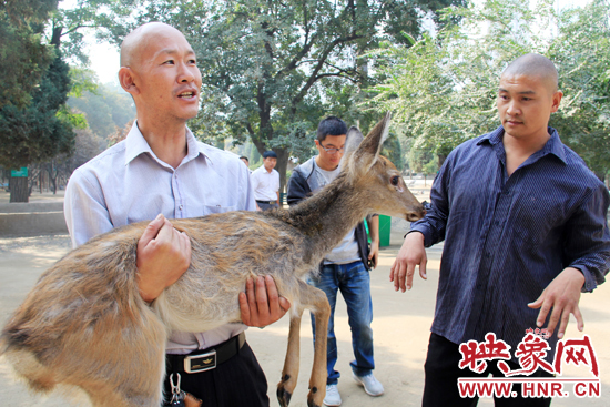 失主宋先生將“愛鹿”抱回家,并表示待小鹿傷情痊愈后,將其送到動物園,供市民觀賞。