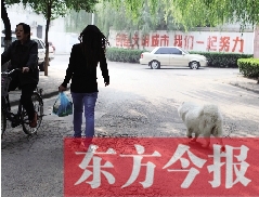 啟明一巷內(nèi)，一名女子帶著狗狗去買菜。狗隨地大小便，狗的主人未制止