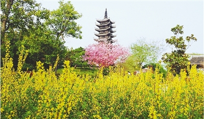 綠博園盛開的鮮花“期待”和市民“約會”。