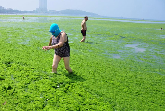 2013年7月3日，山東青島青島高溫來(lái)襲，“青島大媽”不懼滸苔，戴著“強(qiáng)盜面具”出現(xiàn)在海水浴場(chǎng)消暑降