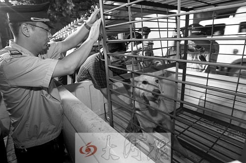 相關(guān)部門將加強(qiáng)管理，今年12月起烈性犬一律沒收。 （資料圖）