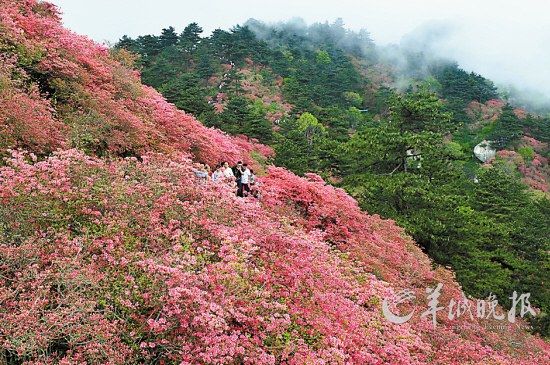 　　湖北麻城龜峰山10萬畝連片野生杜鵑。