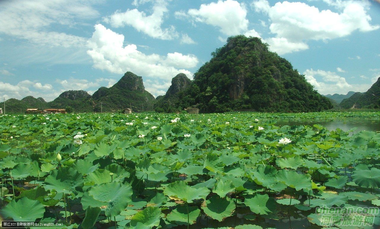 爸爸去哪兒？親密接觸荷花仙子