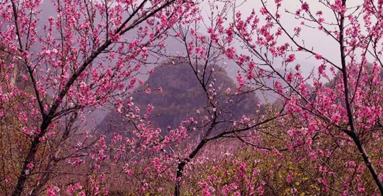 撿垃圾換玫瑰 女人節(jié) 愛在神農(nóng)山！