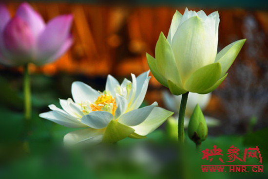 7月5日,第七屆淮陽荷花節(jié)將于7月8日正式拉開序幕。
