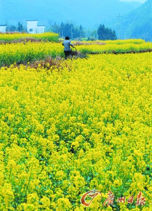 　　江嶺的油菜花已經(jīng)盛開。