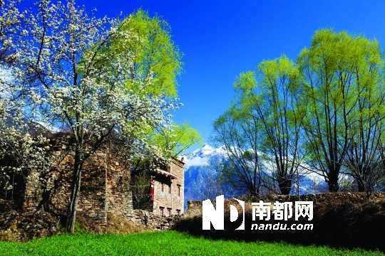 　　三月里,川西北的梨花盛放,寨子、碉樓、梨花……構(gòu)成最美的丹巴風(fēng)光。