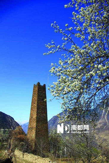 　　丹巴的碉樓與梨花互相輝映。