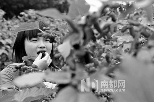 　　　　寶桑園桑葚已成熟,“五一”假期前都是吃桑葚的季節(jié)。南都記者 李向新 攝