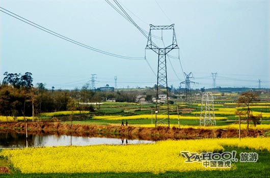　　三月是川西平原油菜花盛開的季節(jié)。(圖片來源:CFP)