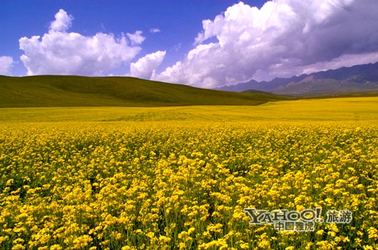 　　青海門源的油菜花景色甚為壯觀,十足的西部風(fēng)味。(圖片來源:CFP)